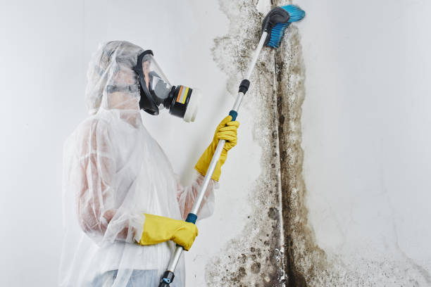 Professional Mold Removal in Bowling Green, KY